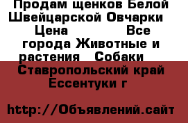 Продам щенков Белой Швейцарской Овчарки  › Цена ­ 20 000 - Все города Животные и растения » Собаки   . Ставропольский край,Ессентуки г.